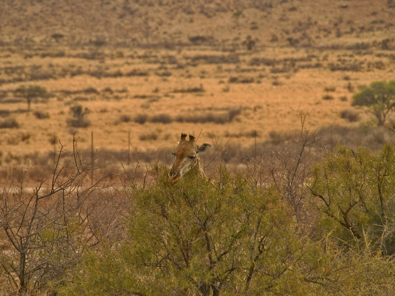 Giraffe, Hammerstein Lodge
